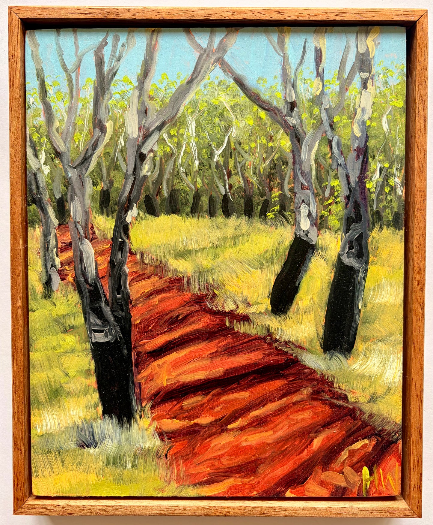 Canberran Cork Trees